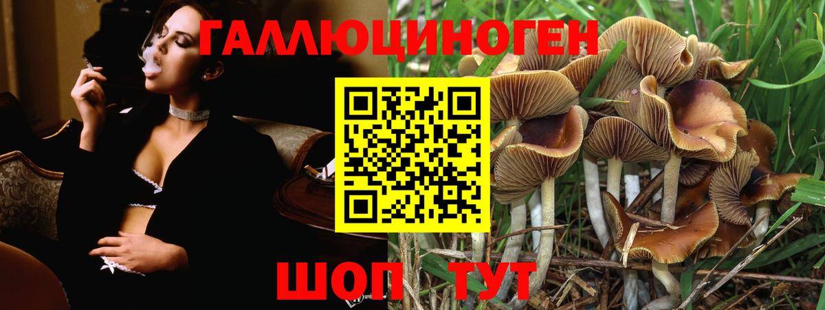 Галлюциногенные грибы Psilocybe Белово